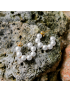 Nina Pearl Hoop Earrings
