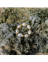 Isla Pearl Ring