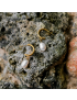 Ocean Dew Freshwater Pearl Hoops